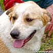 Thumbnail photo of Yellow Dog in LA - Active & Adventurous Sweet Boy! #1