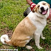 Thumbnail photo of Yellow Dog in LA - Active & Adventurous Sweet Boy! #2