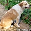 Thumbnail photo of Yellow Dog in LA - Active & Adventurous Sweet Boy! #3