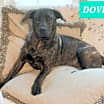 Thumbnail photo of Dove #1