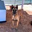 Thumbnail photo of Saul #1