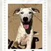 Thumbnail photo of Jerry Lee #1