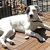 Thumbnail photo of Dolly #1