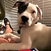 Thumbnail photo of Dolly #2