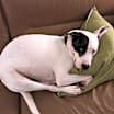 Thumbnail photo of Dolly #4