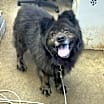 Thumbnail photo of MUFFIN #1