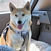 Thumbnail photo of Kita #1