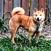 Thumbnail photo of Penny #1