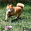 Thumbnail photo of Penny #2