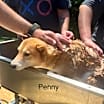 Thumbnail photo of Penny #3
