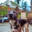 Thumbnail photo of Leo #3