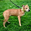 Thumbnail photo of Layla #3