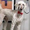 Thumbnail photo of Ronnie #1