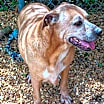 Thumbnail photo of Brutus #2