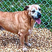 Thumbnail photo of Brutus #3