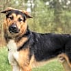 Thumbnail photo of Pépé #2