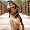 Thumbnail photo of Pépé #3