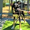 Thumbnail photo of Lila #2