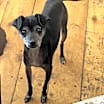 Thumbnail photo of Kato #1