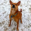 Thumbnail photo of Lucy #4
