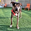 Thumbnail photo of Cumin (S. Korea) hz #3