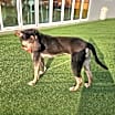 Thumbnail photo of Cumin (S. Korea) hz #4