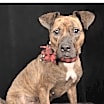 Thumbnail photo of Scarlett #2