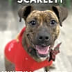 Thumbnail photo of Scarlett #3