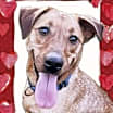 Thumbnail photo of Skye #1