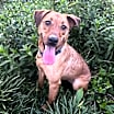 Thumbnail photo of Skye #2