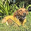 Thumbnail photo of Skye #3