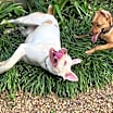Thumbnail photo of Skye #4