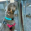 Thumbnail photo of Khallie #3