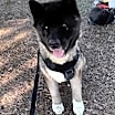 Thumbnail photo of Toshi #2
