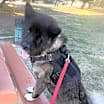 Thumbnail photo of Toshi #3