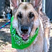 Thumbnail photo of Toffee #2