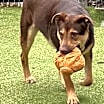 Thumbnail photo of Rooster in TEXAS #1