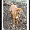 Thumbnail photo of HICKORY #1