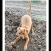 Thumbnail photo of HICKORY #2