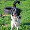 Thumbnail photo of Clifford #2