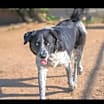 Thumbnail photo of Clifford #3