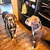 Thumbnail photo of Freya & Lilah #1