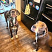 Thumbnail photo of Freya & Lilah #4