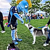 Thumbnail photo of Dasher #3