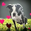 Thumbnail photo of Cannoli #1