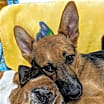 Thumbnail photo of Mickey #2