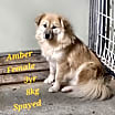 Thumbnail photo of Amber #2