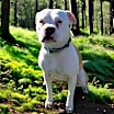Thumbnail photo of Daisy Mae #1