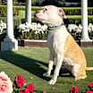 Thumbnail photo of Daisy Mae #2