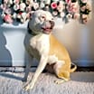 Thumbnail photo of Daisy Mae #4
